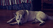 Apollo is registered to the contest to win money with this photo: animal, blanket, brown_floor, calm, couch, curtains, dog, floral_pattern, furniture, home, indoor, lamp, peaceful, pet, relaxing, resting, side_table, striped_blanket, vintage, wooden_floor