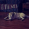 animal, blanket, brown_floor, calm, couch, curtains, dog, floral_pattern, furniture, home, indoor, lamp, peaceful, pet, relaxing, resting, side_table, striped_blanket, vintage, wooden_floor