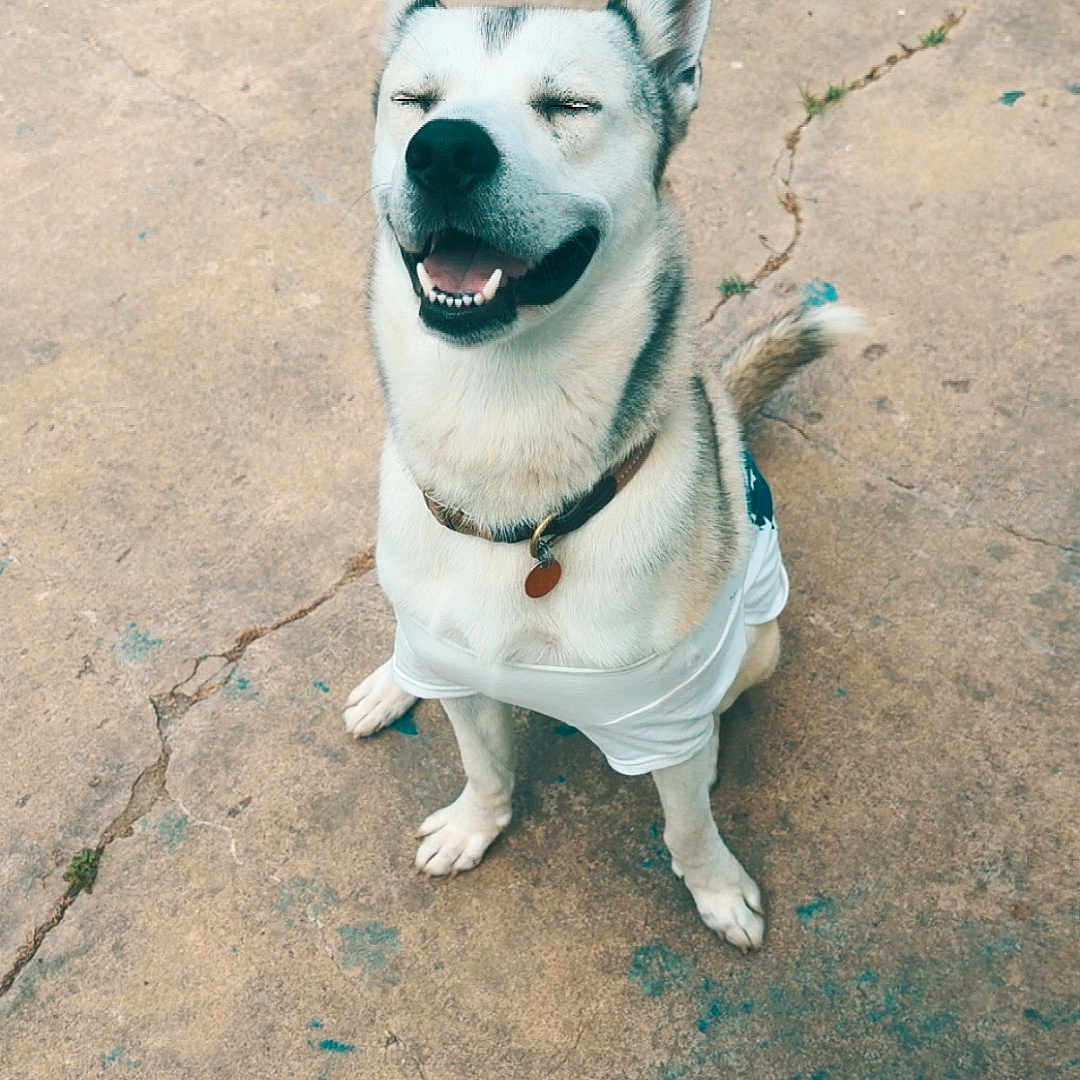 Apollo