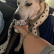 Apollo joined the competition — help win amazing prizes! animal, canine, car_interior, closeup, costume, crown, dignified, dog, feeding, human_arm, indoor, jewelry, luxury, pet, portrait, royal_cape, seat, tattoo, treat, velvet