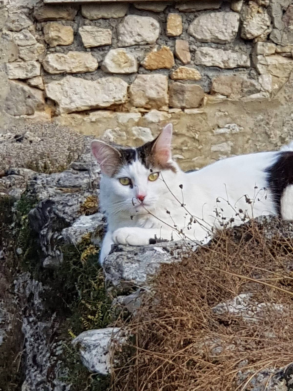 Bounty a rejoint le concours — aidez-le/la à gagner de superbes lots ! brick, carnivore, cat, cobblestone, domestic_short_haired_cat, felidae, fur, grass, rock, sand, small_to_medium_sized_cats, snout, soil, stone_wall, tail, terrestrial_animal, tree, whiskers, wildlife, wood