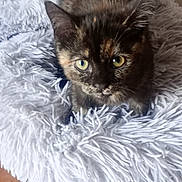 Cookie a rejoint le concours — aidez-le/la à gagner de superbes lots ! kitten, cat, tortoiseshell, fluffy_bed, pet_bed, curious, fur, indoor, wooden_floor, small, cute, young, animal, whiskers, ears, eyes, feline, cozy, soft, playful