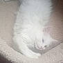Snow participe au concours pour gagner de l'argent avec cette photo : animal, beige, blanket, blue_eyes, cat, cat_bed, cozy, cute, domestic_cat, fluffy, fur, furniture, indoor, pet, pink, relaxed, resting, sleepy, soft, white_cat