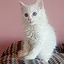 Snow a rejoint le concours — aidez-le/la à gagner de superbes lots ! kitten, white_cat, blue_eyes, fluffy, pet, cute, indoor, cushion, zigzag_pattern, pink_wall, feline, young_cat, animal, small_pet, domestic_cat, curious, soft_fur, sitting, portrait, whiskers