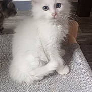Snow participe au concours pour gagner de l'argent avec cette photo : kitten, white_cat, tabby_cat, feline, pet, indoor, curious, sitting, fluffy, animal, cute, soft, texture, gray, floor, home, cozy, young_cat, domestic_cat, cat