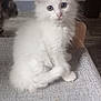 kitten, white_cat, tabby_cat, feline, pet, indoor, curious, sitting, fluffy, animal, cute, soft, texture, gray, floor, home, cozy, young_cat, domestic_cat, cat