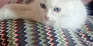 Snow participe au concours pour gagner de l'argent avec cette photo : animal, blue_eyes, cat, closeup, cozy, cute, domestic, feline, fluffy, indoor, kitten, pet, pillow, pink_wall, relaxed, resting, soft_texture, white_fur, young_cat, zigzag_pattern