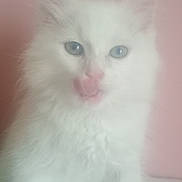 Snow a rejoint le concours — aidez-le/la à gagner de superbes lots ! adorable, animal, blue_eyes, cat, cute, domestic_cat, feline, fluffy, indoor, kitten, licking, paw, pet, pink_background, portrait, sitting, soft_texture, whiskers, white_fur, young_cat
