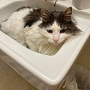 Gnarley is registered to the contest to win money with this photo: cat, sink, bathroom, faucet, white, gray, fluffy, pet, animal, domestic, fur, resting, indoor, tile_floor, trash_can, curious, close_up, face, pink_nose, whiskers
