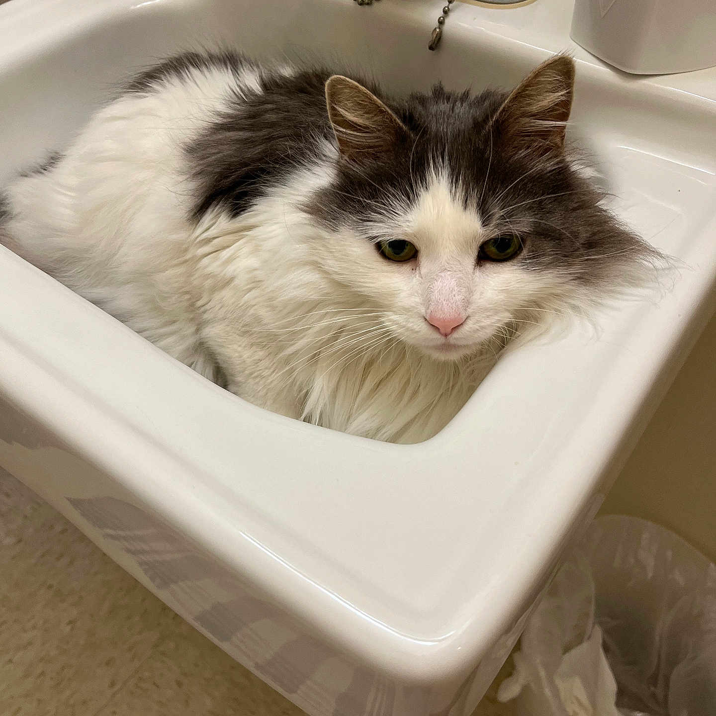 Gnarley is registered to the contest to win money with this photo: animal, bathroom, cat, close_up, curious, domestic, face, faucet, fluffy, fur, gray, indoor, pet, pink_nose, resting, sink, tile_floor, trash_can, whiskers, white