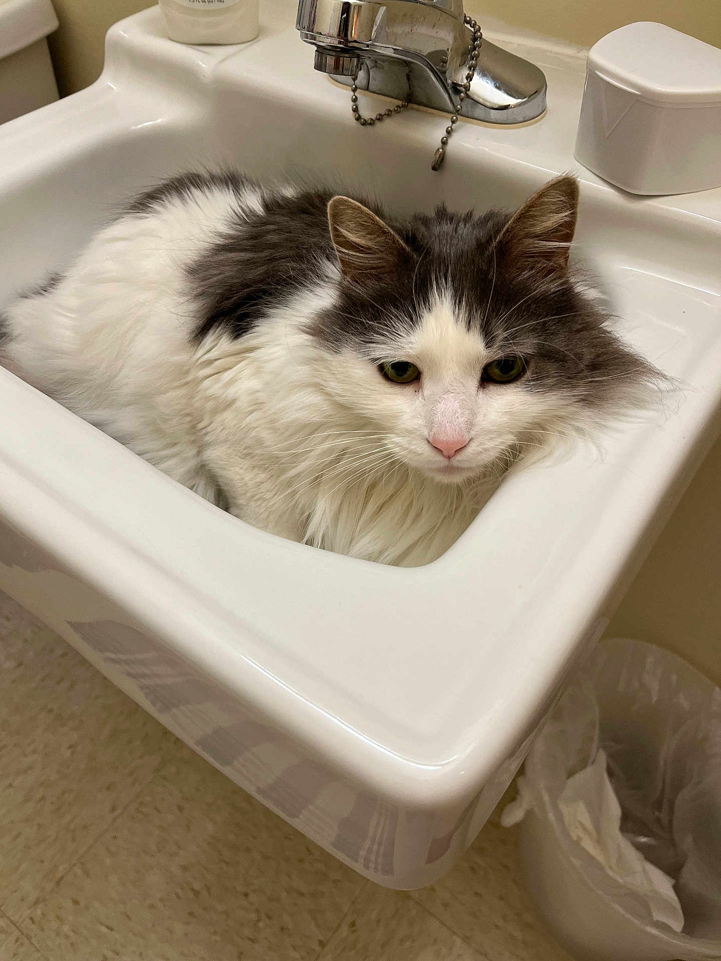 Gnarley is registered to the contest to win money with this photo: cat, sink, bathroom, faucet, white, gray, fluffy, pet, animal, domestic, fur, resting, indoor, tile_floor, trash_can, curious, close_up, face, pink_nose, whiskers