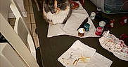Thylla joined the competition — help win amazing prizes! art_supplies, calico_cat, cat, chair, closeup, container, crafting, curious, domestic_animal, feline, floor_tiles, home, indoor, messy, paint_jars, paintbrushes, paper_towels, pet, studio, table