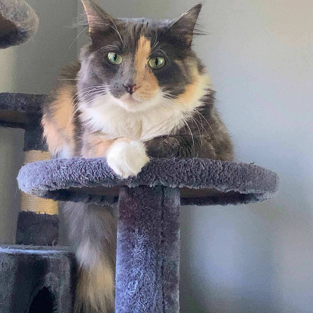 Thylla joined the competition — help win amazing prizes! animal, calico, cat, cat_tree, cozy, cute, domestic_cat, feline, fluffy, fur, green_eyes, indoor, looking, paw, perched, pet, portrait, relaxed, resting, whiskers