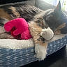 Thylla is registered to the contest to win money with this photo: animal, calico_cat, cat, cozy, cute, domestic_cat, fur, home, indoor, napping, paw, pet_bed, pink_toy, plush_toy, relaxation, resting, sleeping, soft, sunlight, window