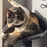 Thylla joined the competition — help win amazing prizes! animal, calico_cat, cat, cat_tree, curious, feline, fur, gray, indoor, orange, paw, pet, playful, relaxed, stretching, tail, toy, whiskers, white, yoga_pose