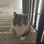 Thylla is registered to the contest to win money with this photo: animal, calico, carpet, cat, cozy, curious, ears, feline, home, indoor, paw, pet, quiet, railing, relaxed, sitting, soft_light, staircase, stairs, whiskers
