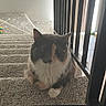 animal, calico, carpet, cat, cozy, curious, ears, feline, home, indoor, paw, pet, quiet, railing, relaxed, sitting, soft_light, staircase, stairs, whiskers