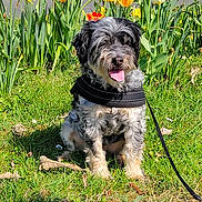 Jessie a rejoint le concours — aidez-le/la à gagner de superbes lots ! black_harness, canine, colorful, daylight, dog, flowers, garden, grass, greenery, happy, leash, nature, outdoor, pet, road, sitting, spring, sunny, tongue_out, tulips