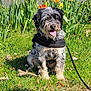 black_harness, canine, colorful, daylight, dog, flowers, garden, grass, greenery, happy, leash, nature, outdoor, pet, road, sitting, spring, sunny, tongue_out, tulips