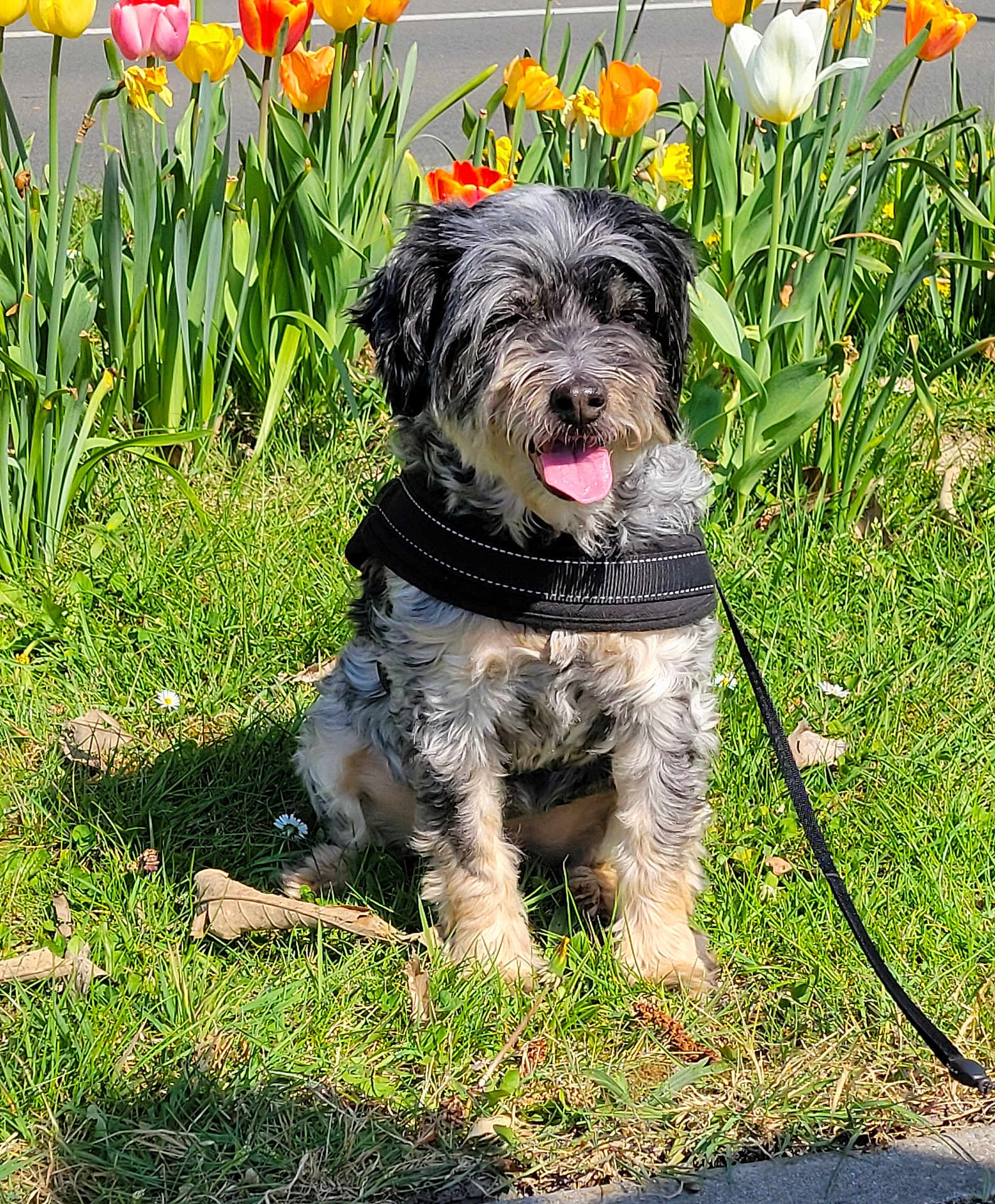 Jessie a rejoint le concours — aidez-le/la à gagner de superbes lots ! black_harness, canine, colorful, daylight, dog, flowers, garden, grass, greenery, happy, leash, nature, outdoor, pet, road, sitting, spring, sunny, tongue_out, tulips