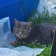 Plume participe au concours pour gagner de l'argent avec cette photo : animal, bell, blue_wall, cat, closeup, collar, daylight, ears, eyes, feline, fur, grass, gray_tabby, greenery, nature, outdoor, pet, plastic_sheet, resting, whiskers