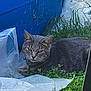 animal, bell, blue_wall, cat, closeup, collar, daylight, ears, eyes, feline, fur, grass, gray_tabby, greenery, nature, outdoor, pet, plastic_sheet, resting, whiskers