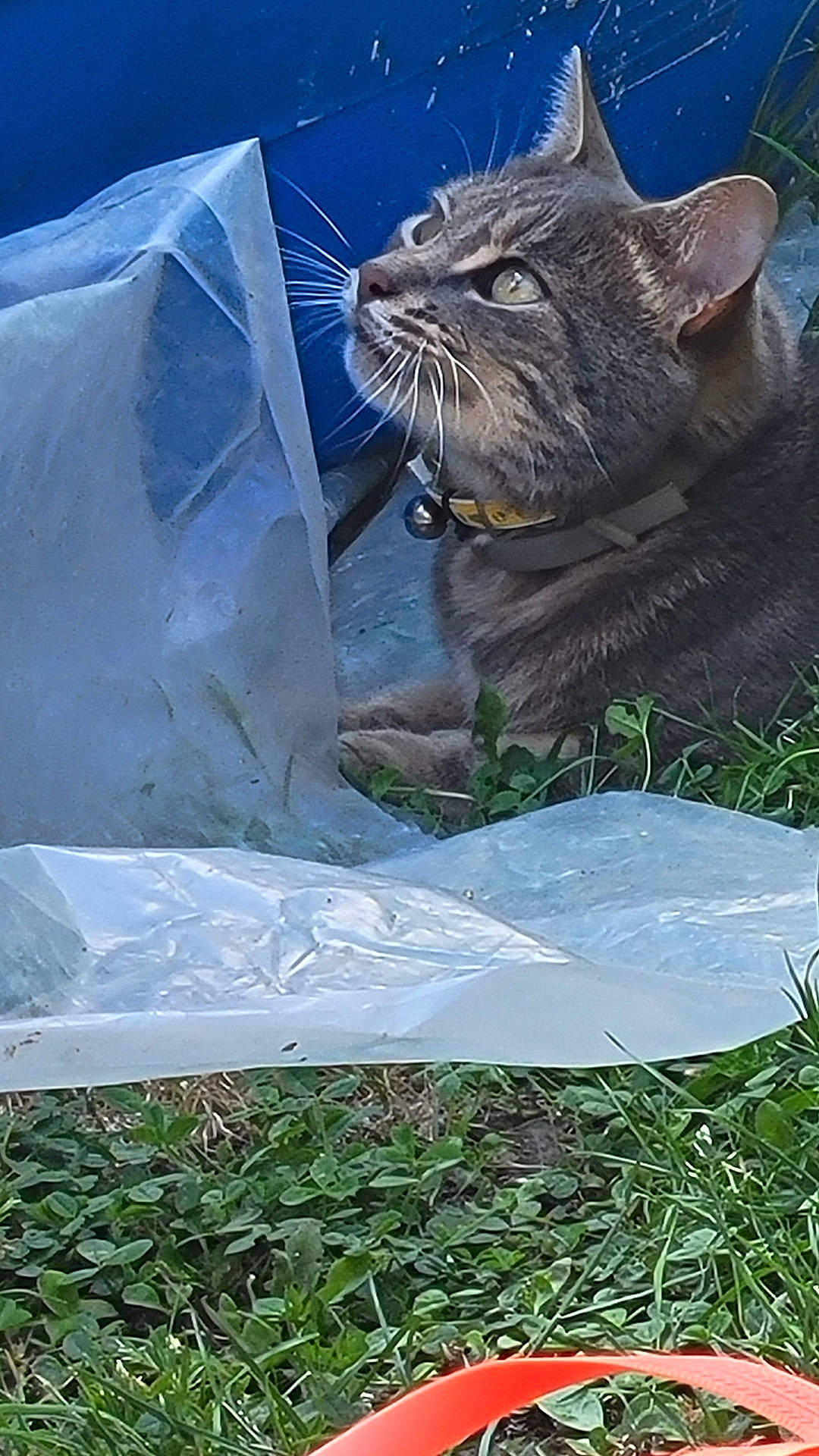 animal, bell, cat, closeup, collar, curious, domestic_animal, ears, feline, grass, greenery, ground, looking_up, nature, outdoor, pet, plastic_sheet, side_view, tabby, whiskers
