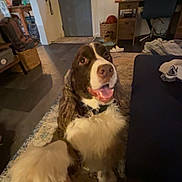 Finn joined the competition — help win amazing prizes! basket, basketball, brown_and_white_dog, computer_desk, couch, cozy, dog, door, happy, human_leg, indoor, lamp, living_room, paw, pet, portrait, rug, sitting, springer_spaniel, tongue_out