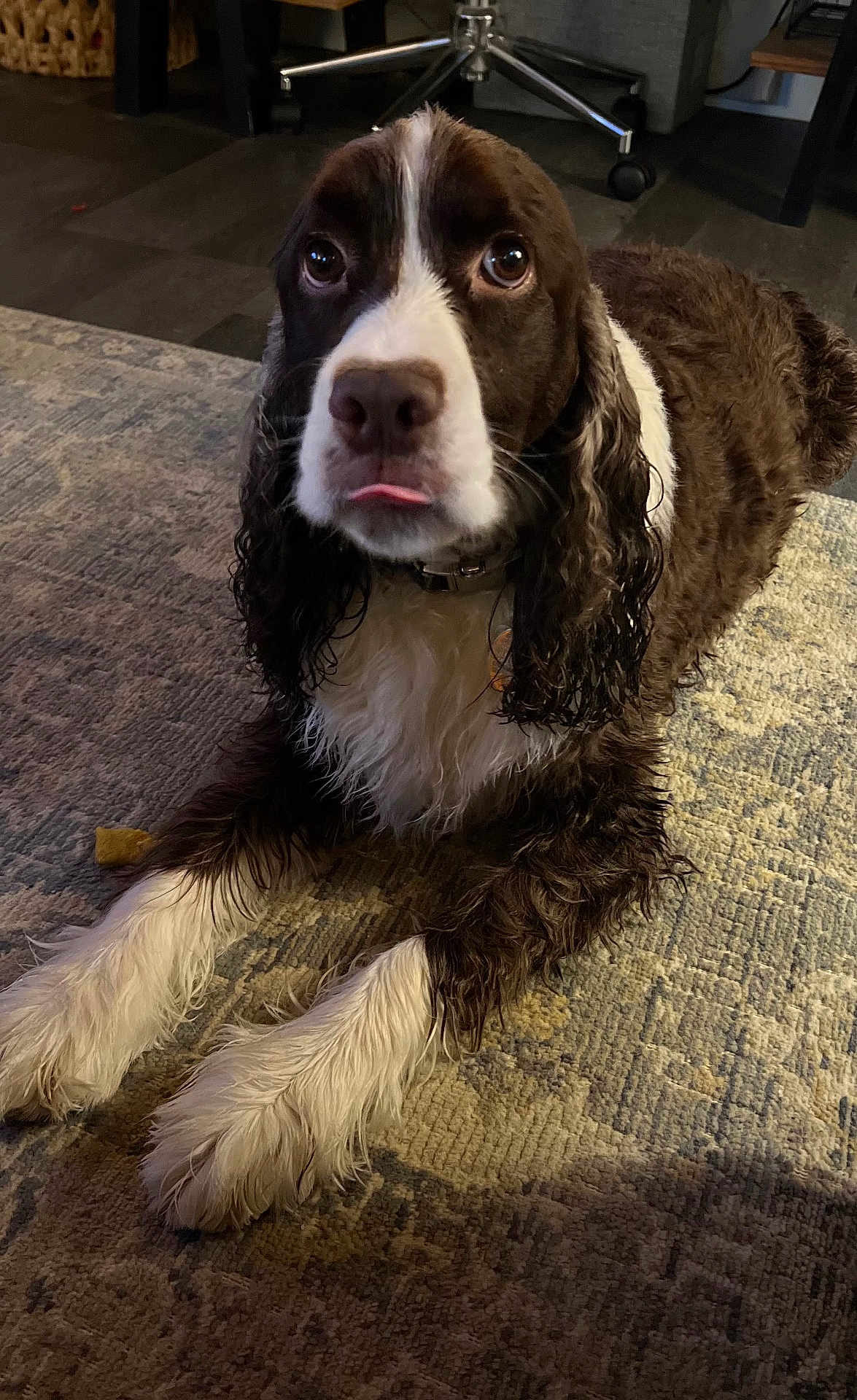 Finn joined the competition — help win amazing prizes! carpet, close_up, collar, dog, eyes, floor, furniture, indoor, living_room, looking_up, nose, office_chair, paws, pet, portrait, rug, spaniel, tag, tongue, wet_fur