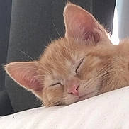 Mithridate participe au concours pour gagner de l'argent avec cette photo : kitten, sleeping, close_up, ginger_cat, fur, pet, animal, cute, whiskers, pink_nose, ears, resting, face, young, feline, domestic_animal, soft, peaceful, indoor, cozy