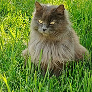 Peluche a rejoint le concours — aidez-le/la à gagner de superbes lots ! cat, gray_cat, fluffy, long_hair, grass, outdoor, nature, animal, pet, mammal, greenery, sunlight, sitting, feline, whiskers, ears, eyes, wild, closeup, portrait