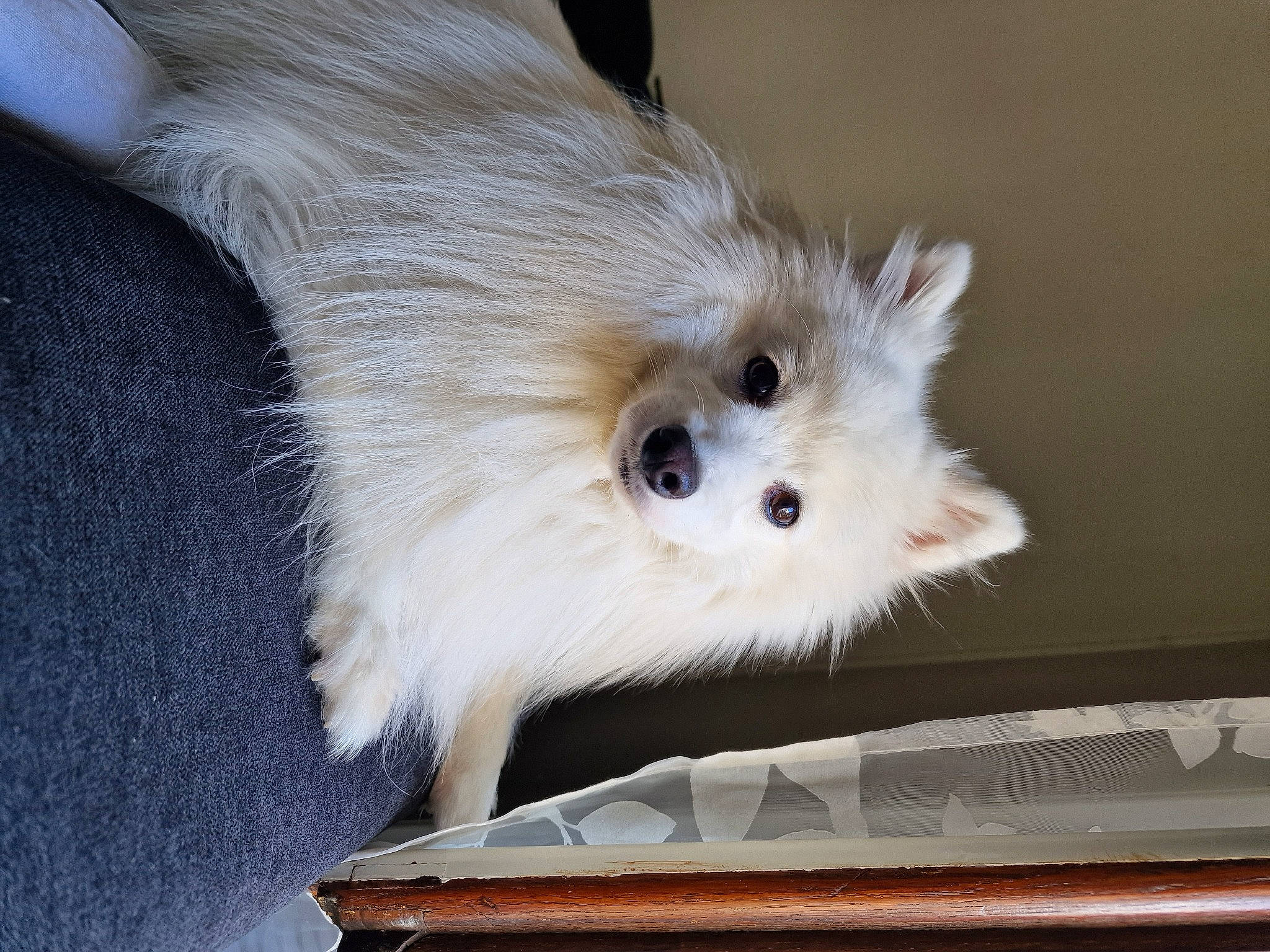 Yuki participe au concours pour gagner de l'argent avec cette photo : canidae, carnivore, companion_dog, dog_breed, fawn, felidae, fur, non_sporting_group, toy_dog, whiskers