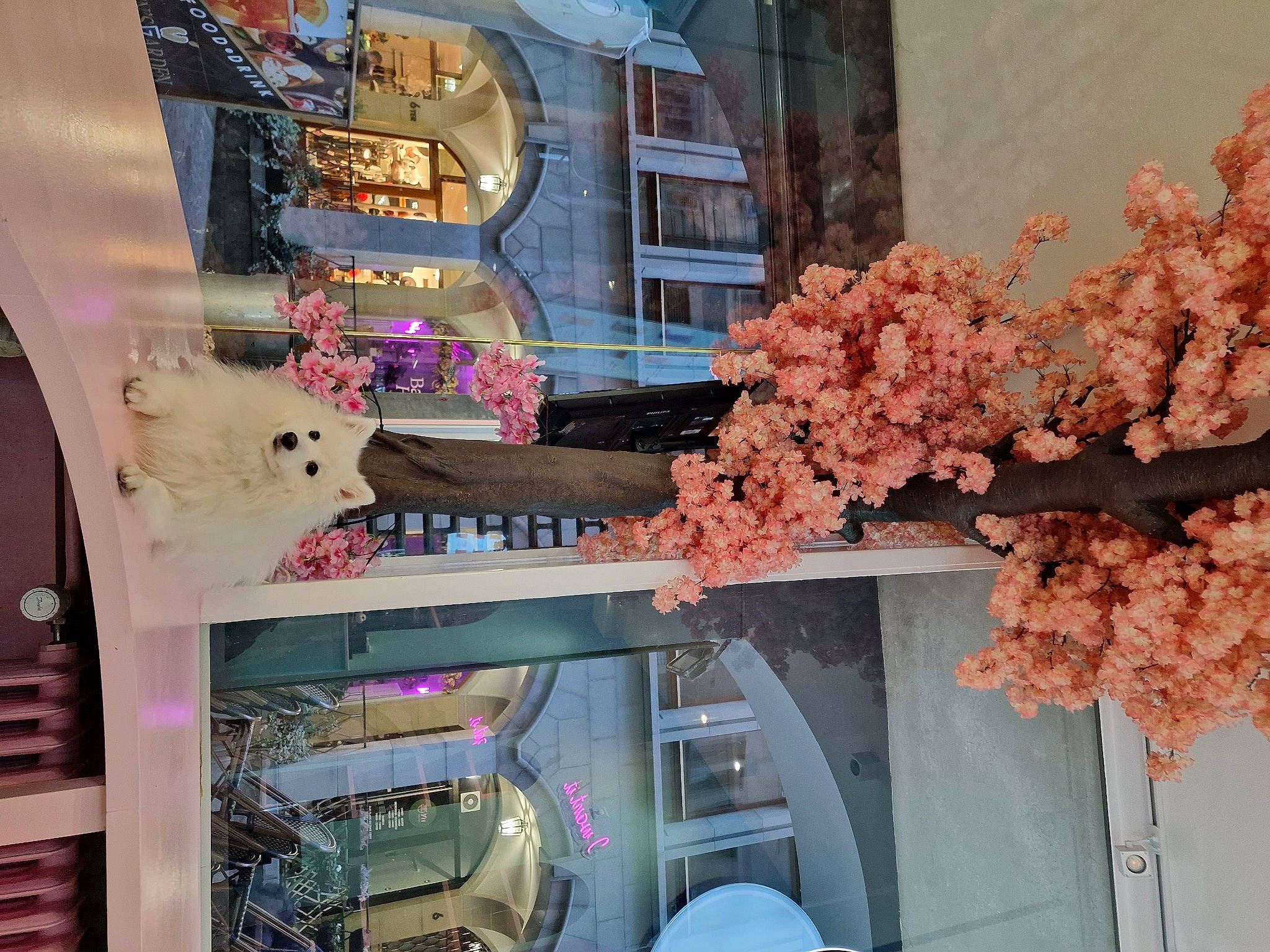 Yuki participe au concours pour gagner de l'argent avec cette photo : art, beauty, blossom, building, city, facade, flower, house, human_settlement, machine, pink, plant, room, snapshot, tree, twig, wall, window, wood, world