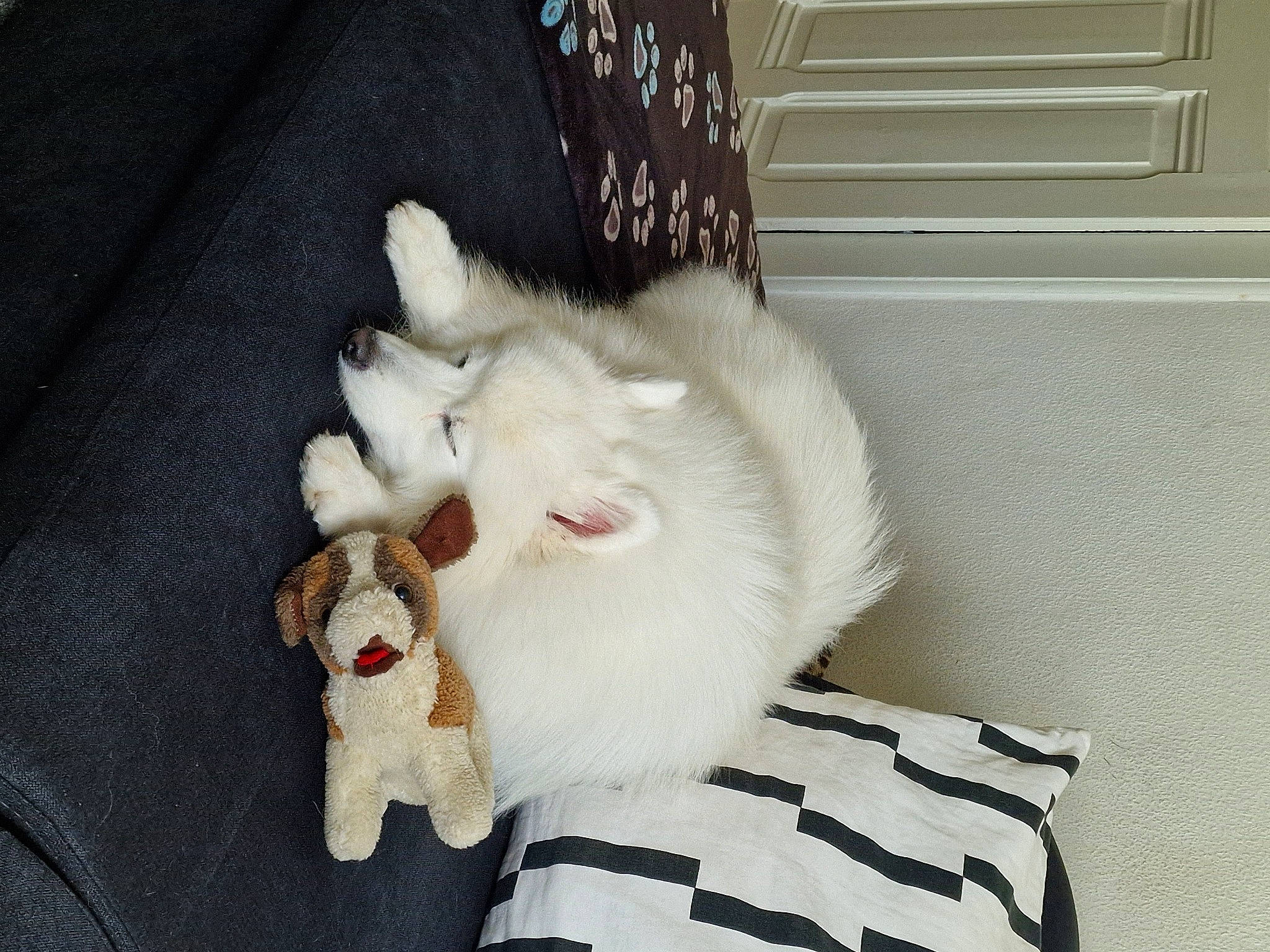 Yuki participe au concours pour gagner de l'argent avec cette photo : canidae, carmine, carnivore, cat, comfort, companion_dog, dog_breed, fang, felidae, fur, musical_instrument, non_sporting_group, paw, small_to_medium_sized_cats, sporting_group, stuffed_toy, tail, toy, whiskers