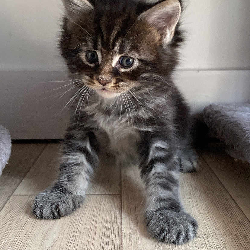 Aslan a rejoint le concours — aidez-le/la à gagner de superbes lots ! adorable, animal, cat, curious, cute, domestic_cat, ears, eyes, feline, floor, fur, indoor, kitten, pet, playful, small, tabby, whiskers, wooden_floor, young