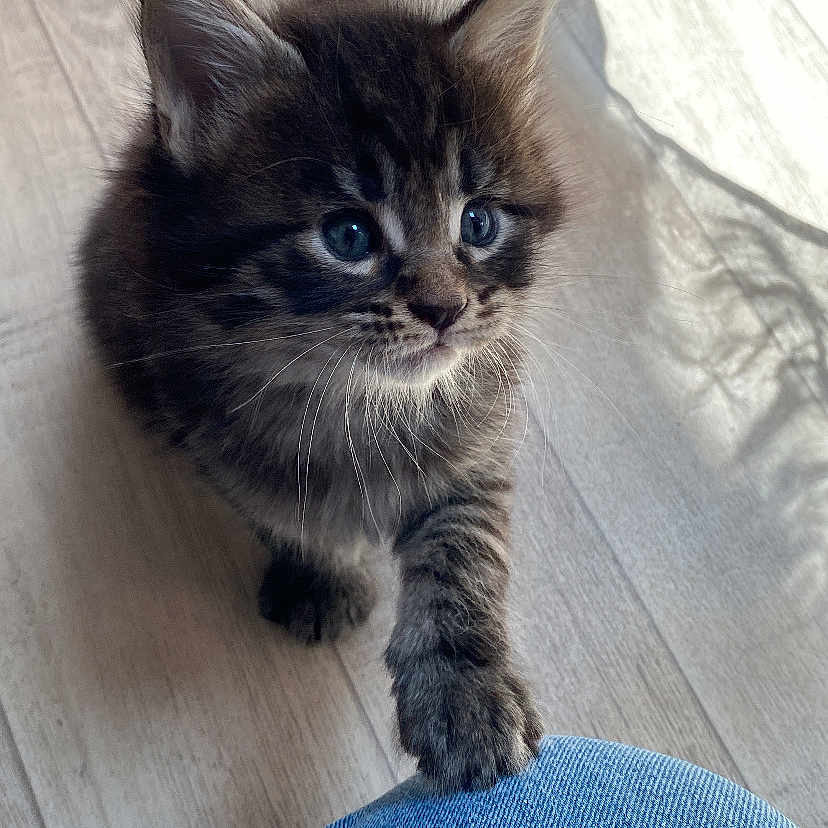 Aïko a rejoint le concours — aidez-le/la à gagner de superbes lots ! animal, blue_eyes, cat, curtain, cute, denim, feline, floor, fur, indoor, kitten, knee, natural_light, paw, pet, shadow, tabby, whiskers, wood_floor, young