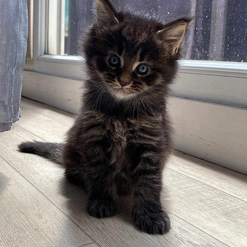 Athena participe au concours pour gagner de l'argent avec cette photo : animal, blue_eyes, cat, curious, cute, domestic, ears, feline, floor, fur, indoor, kitten, pet, shadow, sitting, small, sunlight, whiskers, window, young
