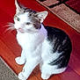 Ozzy is registered to the contest to win money with this photo: animal, blur, carpet, cat, cute, domestic_animal, ears, feline, floor, fur, gray, household, indoor, paw, pet, sitting, tabby, whiskers, white, wooden_floor