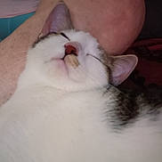 Ozzy is registered to the contest to win money with this photo: animal, cat, close_up, comfort, cute, domestic_animal, ear, face, fur, human_arm, indoor, nose, pet, relaxed, rest, skin, sleeping, tabby, whiskers, white