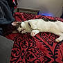 animal, bed, black_pattern, blanket, cat, comfort, cozy, curious, cute, domestic, ears, feline, fur, indoor, lying_down, paw, pet, red, resting, whiskers