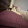 bed, cat, comfort, cozy, curtains, cushion, feline, gray, home, indoor, paw, pet, purple, relaxed, resting, sleepy, striped, wall, white, wooden_headboard