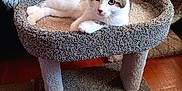 Ozzy joined the competition — help win amazing prizes! animal, carpet, cat, cat_bed, cozy, cute, ears, fur, furniture, home, indoor, pet, plush, relaxed, resting, scratching_post, soft_texture, whiskers, white_and_brown_cat, wooden_floor