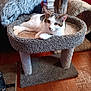 animal, carpet, cat, cat_bed, cozy, cute, ears, fur, furniture, home, indoor, pet, plush, relaxed, resting, scratching_post, soft_texture, whiskers, white_and_brown_cat, wooden_floor