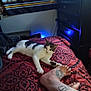 Ozzy is registered to the contest to win money with this photo: animal, banner, bed, blanket, blue_light, cat, decor, dresser, foot, furniture, human_leg, indoor, pattern, person, pet, relaxed, resting, room, tattoo, television