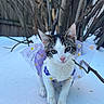 Nina is registered to the contest to win money with this photo: kitten, cat, snow, outdoor, dress, purple, daisy, flower_pattern, pet, animal, cute, curious, young, fur, whiskers, tree, branch, nature, winter, pink_nose