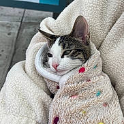 Nina is registered to the contest to win money with this photo: cat, tabby_cat, white_fur, blanket, polka_dots, soft_texture, cozy, wrapped, relaxed, sleepy, pet, animal, feline, indoors, warm, closeup, cuddle, cute, fur, resting