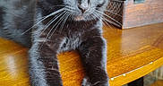 Osbourne is registered to the contest to win money with this photo: cat, black_cat, paw, claws, table, wooden_table, kitchen, domestic_animal, pet, feline, indoor, closeup, stretching, whiskers, yellow_eyes, fur, animal, home, wood, box