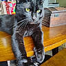 cat, black_cat, paw, claws, table, wooden_table, kitchen, domestic_animal, pet, feline, indoor, closeup, stretching, whiskers, yellow_eyes, fur, animal, home, wood, box
