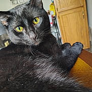 Osbourne is registered to the contest to win money with this photo: black_cat, yellow_eyes, indoor, wooden_table, furniture, cabinet, chair, pet, animal, close_up, fur, whiskers, relaxed, curious, mischievous, domestic_cat, portrait, looking_at_camera, home, cozy