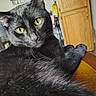 black_cat, yellow_eyes, indoor, wooden_table, furniture, cabinet, chair, pet, animal, close_up, fur, whiskers, relaxed, curious, mischievous, domestic_cat, portrait, looking_at_camera, home, cozy